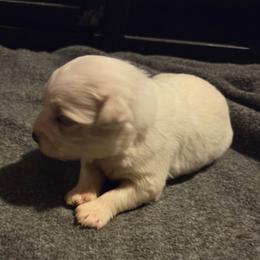 Sweetie - White female Miniature Schnauzer puppy in Elgin, Iowa from Firefly Stables