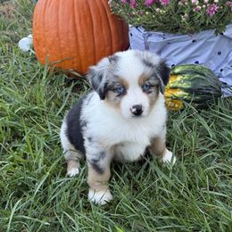 Girl 2 - Blue merle female Miniature American Shepherd puppy in Easton, Missouri from Country Creek Kennels