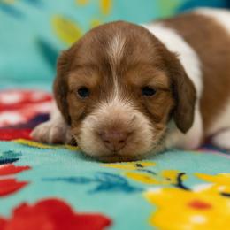 Canari - Piebald female Dachshund puppy in Wichita Falls, Texas from Matilda Jane’s Dachshunds