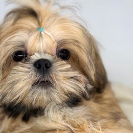 Alt - Shih Tzu puppy from Shihtzu Legacy