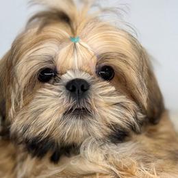 Alt - Shih Tzu puppy from Shihtzu Legacy