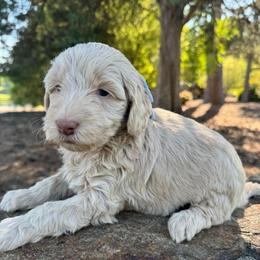 Gabby - Cream female Goldendoodle puppy in Charlotte, North Carolina from Hopeful Heart Doodles