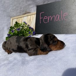 Girl 2 - Dapple female Dachshund puppy in Stilwell, Oklahoma from Johnson Dachshund’s