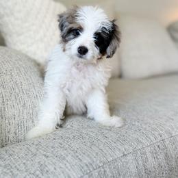 Skip - male Australian Mountain Doodle puppy in Salem, Utah from Go West Mini Aussies