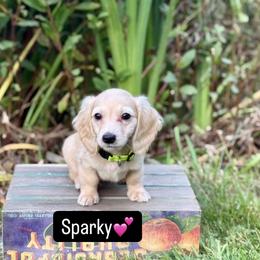 Dachshund Puppies from Northwest Dachshunds