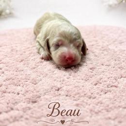 Beau - Cream male Dachshund puppy in Biloxi, Mississippi from Southern Doxies Ms