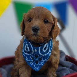 Ridge - Red  male Goldendoodle puppy in Payson, Utah from Missy Doodles