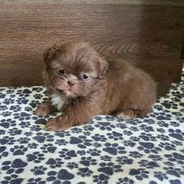 Male 3 - Chocolate male Shih Tzu puppy in Meadows Of Dan, Virginia from Walt’s Shih Tzus