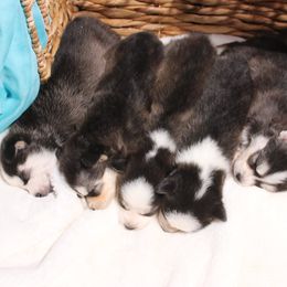Pomsky Puppies from Winsome Pomskies