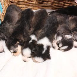 Pomsky Puppies from Winsome Pomskies