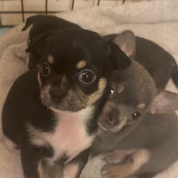 Vivian - Black and white female Chihuahua puppy in Brooklyn, Connecticut from Ladybug Chihuahuas