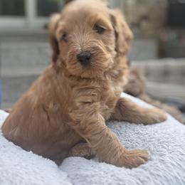 Boone - Brown male Double Doodle puppy in Hendersonville, Tennessee from My Sweetest Doodle