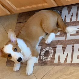 Cardigan Welsh Corgi Puppies from Penfro Corgis