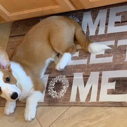 Cardigan Welsh Corgi Puppies from Penfro Corgis