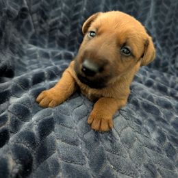 Girl 2 - Red female Irish Terrier puppy in Broadway, North Carolina from Detmore Kennels