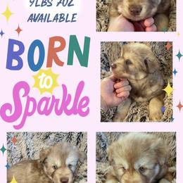 Summit - Red and white male Siberian Husky puppy in Florence, Kentucky from Moonlight Howl Huskies