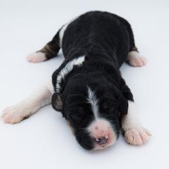Bernedoodle, Saint Berdoodle, and Sheepadoodle Puppies from Yankee Doodle Puppies