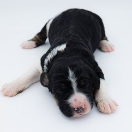 Bernedoodle, Saint Berdoodle, and Sheepadoodle Puppies from Yankee Doodle Puppies
