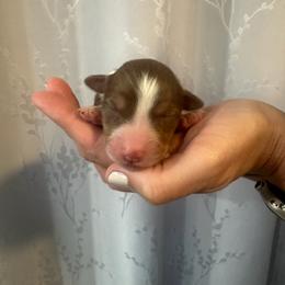 Daisy - Red tri-color female Australian Shepherd puppy in Hemet, California from Perfect Companion Aussie's