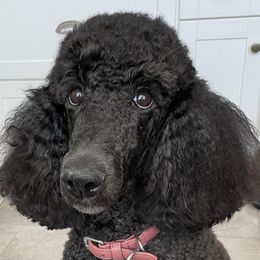 Poodles from Burt Family Poodles