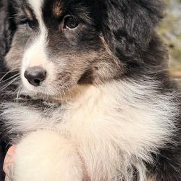 Truffles - Black tri male Miniature American Shepherd puppy in Olympia, Washington from Shamayim Shepherds