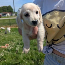 Ee cream longhair - Cream Dachshund puppy in Spring Hope, North Carolina from Hogan’s Lowrider Hounds