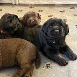 Labrador Retriever Puppies from Hillstone Labradors