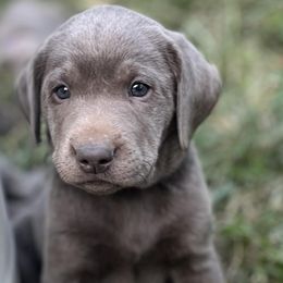 Dilute Retrievers and Labrador Retrievers from B and B Riverbottom Kennel