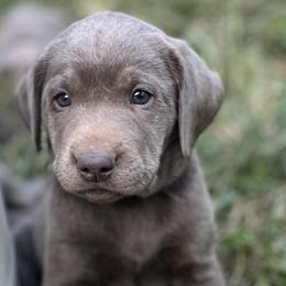 Dilute Retrievers and Labrador Retrievers from B and B Riverbottom Kennel