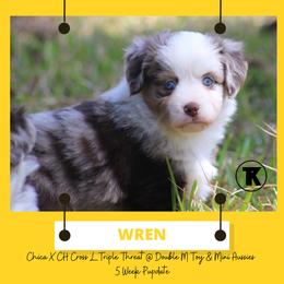 Australian Shepherd, Miniature Australian Shepherd, and Toy Australian Shepherd Puppies from TK Standard, Mini, & Toy Aussies