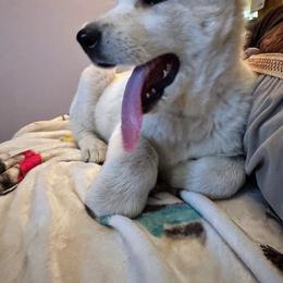 Grace Kelly - White female German Shepherd puppy in Medaryville, Indiana from PatriotPups.org