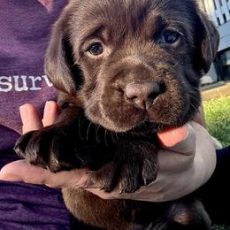 Luna - Chocolate female Labrador Retriever puppy in Rochester, New Hampshire from Merrydale Labradors