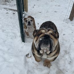 Bulldog puppies from Spot On