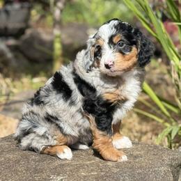 Australian Mountain Doodles and Bernedoodles from Blue Skye Doodles