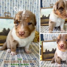 Miss Beadle - Red merle female Australian Shepherd puppy in Temecula, California from Boulder & Branch Aussie Ranch