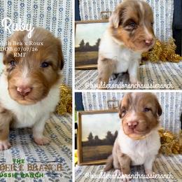 Miss Beadle - Red merle female Australian Shepherd puppy in Temecula, California from Boulder & Branch Aussie Ranch