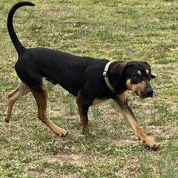 Onyx - Catahoula Leopard Dog