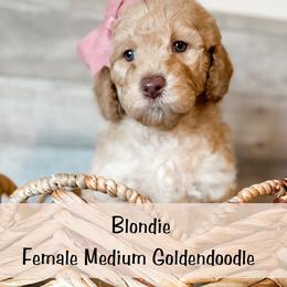 Spot 5 - Apricot female Goldendoodle puppy in Redmond, Oregon from Bourbon and Lace Doodles