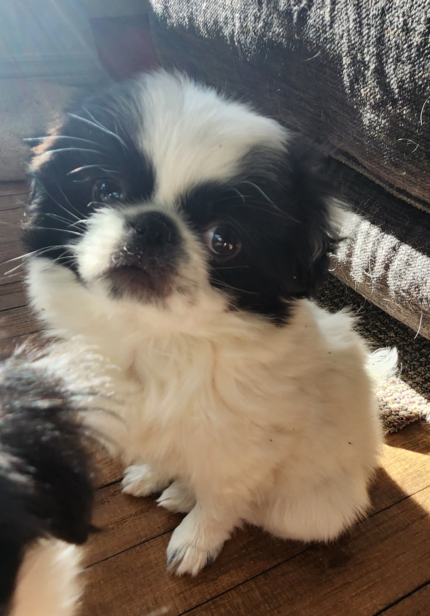 Japanese Chin Puppies from Chin Babies