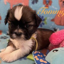 Tommy - Gold and white male Shih Tzu puppy in Hemet, California from Aloha Shih Tzu