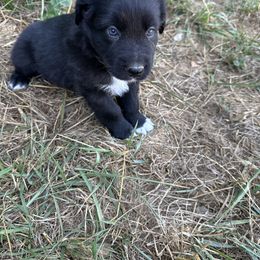 Hawk - Black & white Australian Shepherd puppy in Otis, Oregon from Heritage Hill Aussies