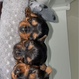 Yorkshire Terrier Puppies from Suttons Yorkies