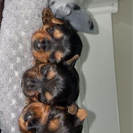 Yorkshire Terrier Puppies from Suttons Yorkies