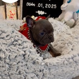 Boy 2 - male French Bulldog puppy in Athens, Georgia from Imperial Frenchies