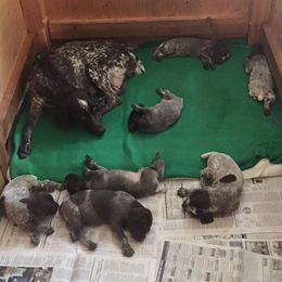 German Shorthaired Pointer Puppies from Coleman Creek Kennel