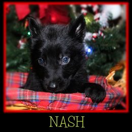 German Shepherd Puppies from Black Beauty Shepherds