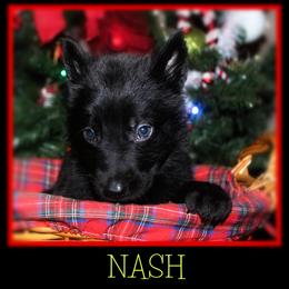 German Shepherd Puppies from Black Beauty Shepherds