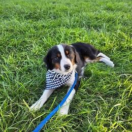 Willow - Miniature Australian Shepherd