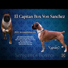 Captain - Boxer