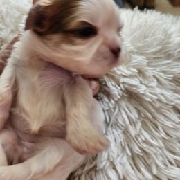 Goldendoodle and Shih Tzu Puppies from Angel Companions Farm